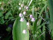 Convallaria Pink Lily of the Valley